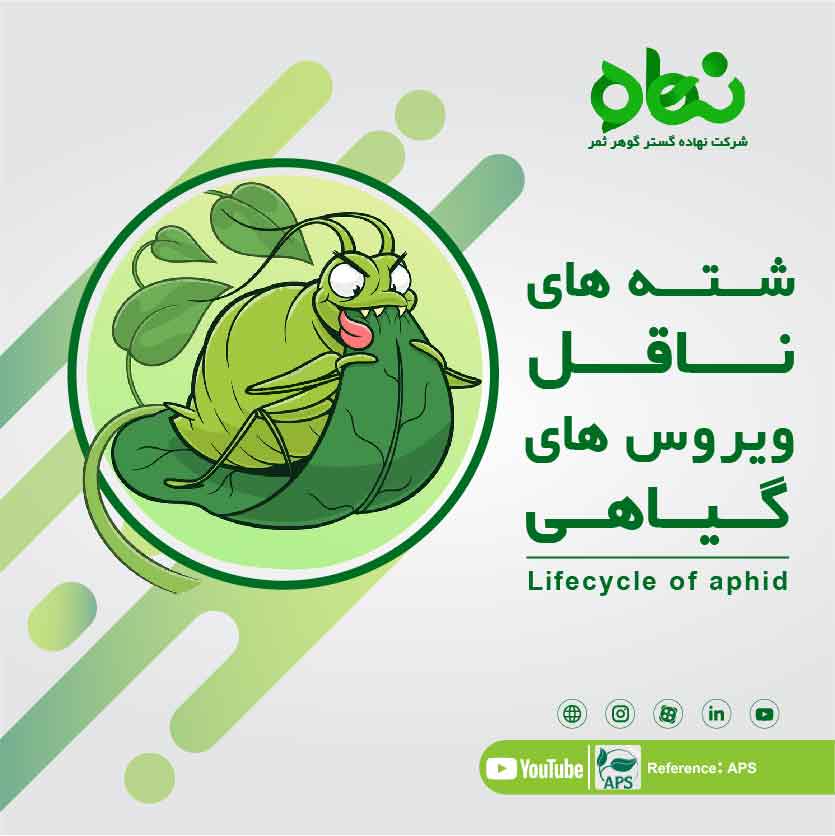 شته های ناقل ویروس های گیاهی و معرفی سموم موثر بر شته ها